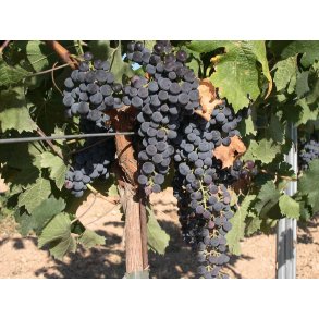 Portugal R&oslash;dvin